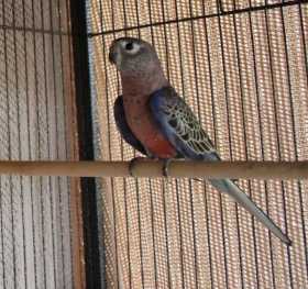 Lost Bourke's Parakeet