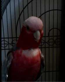 Lost Galah Cockatoo