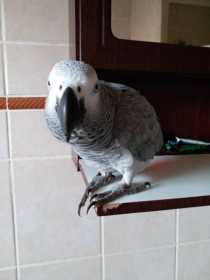 Lost African Grey