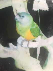 Lost Senegal