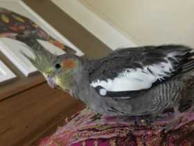 Lost Cockatiel