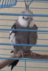 Lost Cockatiel