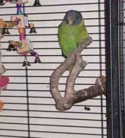 Lost Plum-Headed Parakeet