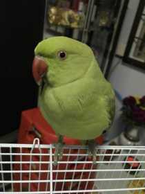 Lost Indian Ringneck Parakeet