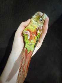 Lost Conure