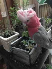 Lost Galah Cockatoo