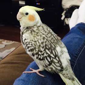 Lost Cockatiel