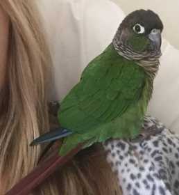 Lost Conure