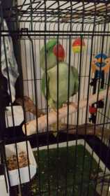 Lost Alexandrine