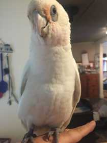 Lost Corella Cockatoo