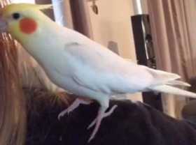 Lost Cockatiel