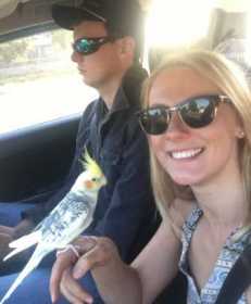 Lost Cockatiel