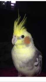 Lost Cockatiel