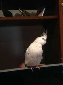 Lost Cockatiel