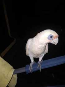 Lost Corella Cockatoo