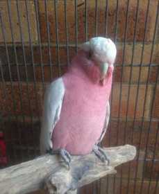 Lost Galah Cockatoo