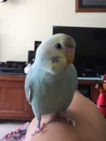 Lost Budgerigar