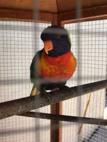 Lost Lory / Lorikeet