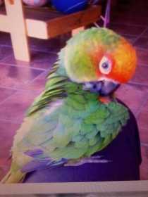 Lost Conure