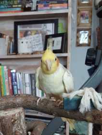 Lost Cockatiel