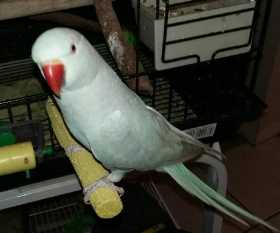 Lost Indian Ringneck Parakeet