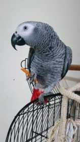 Lost African Grey