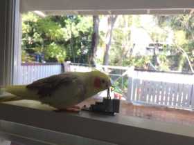 Lost Cockatiel