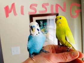 Lost Parakeet