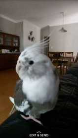 Lost Cockatiel