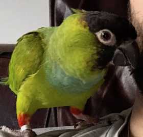 Lost Conure