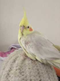 Lost Cockatiel