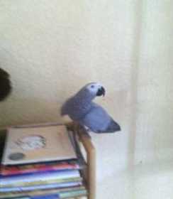 Lost African Grey