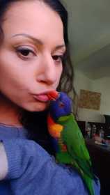 Lost Lory / Lorikeet