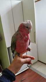 Lost Galah Cockatoo