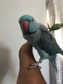 Lost African Ringneck Parakeet