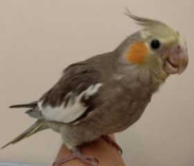 Lost Cockatiel