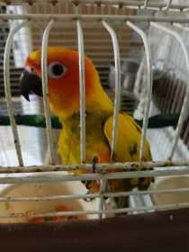 Lost Conure