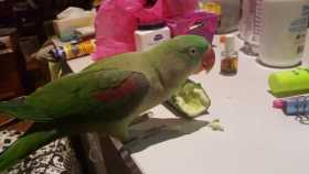 Lost Alexandrine