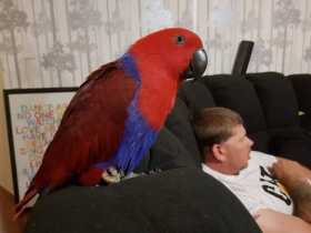 Lost Eclectus