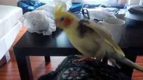 Lost Cockatiel