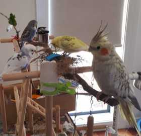 Lost Cockatiel