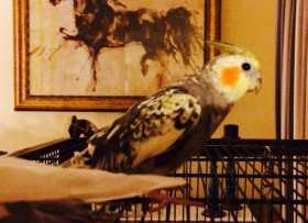 Lost Cockatiel