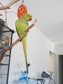 Lost Indian Ringneck Parakeet