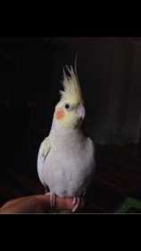 Lost Cockatiel