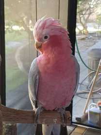 Lost Galah Cockatoo