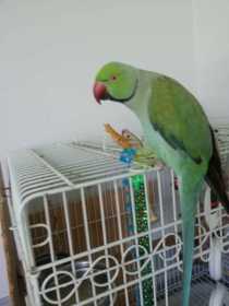 Lost Indian Ringneck Parakeet