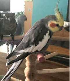 Lost Cockatiel