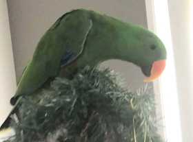 Lost Eclectus