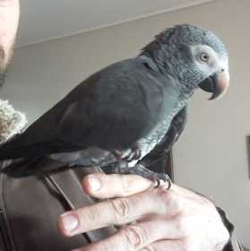 Lost African Grey