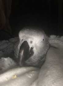 Lost African Grey